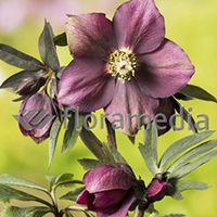 HELLEBORUS